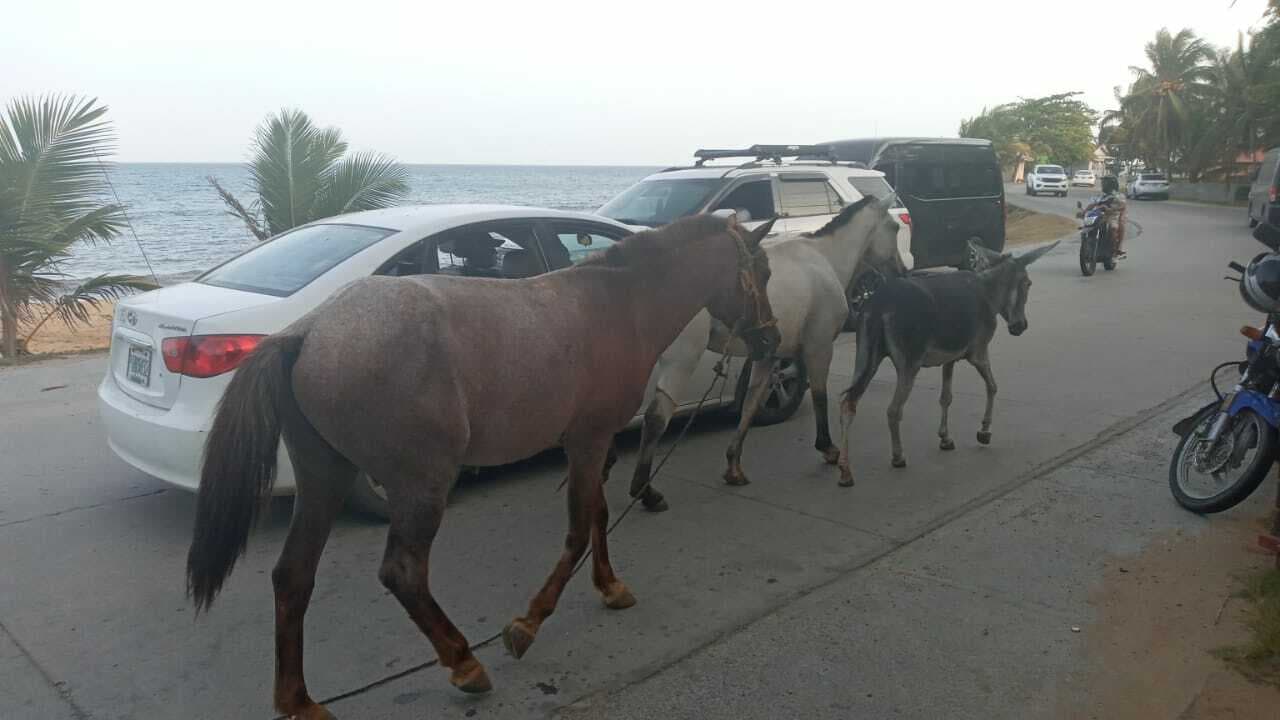 Free-roaming horses on the island of Roatan