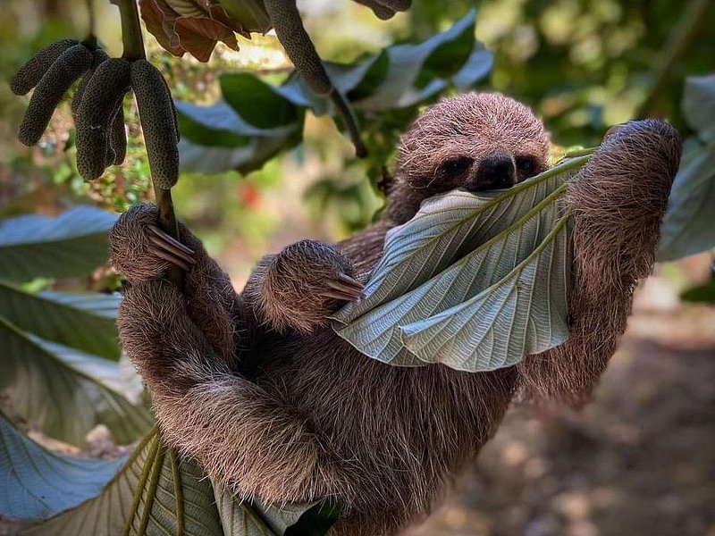 Roatan Monkey & Sloth Hangout