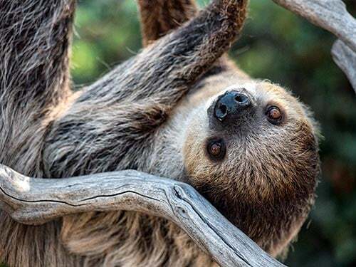 Monkey & Sloth Sanctuary Roatán – Meet Sloth & Monkeys
