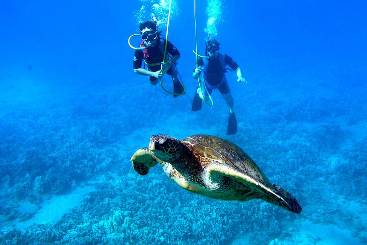 Snorkeling tour in Roatan