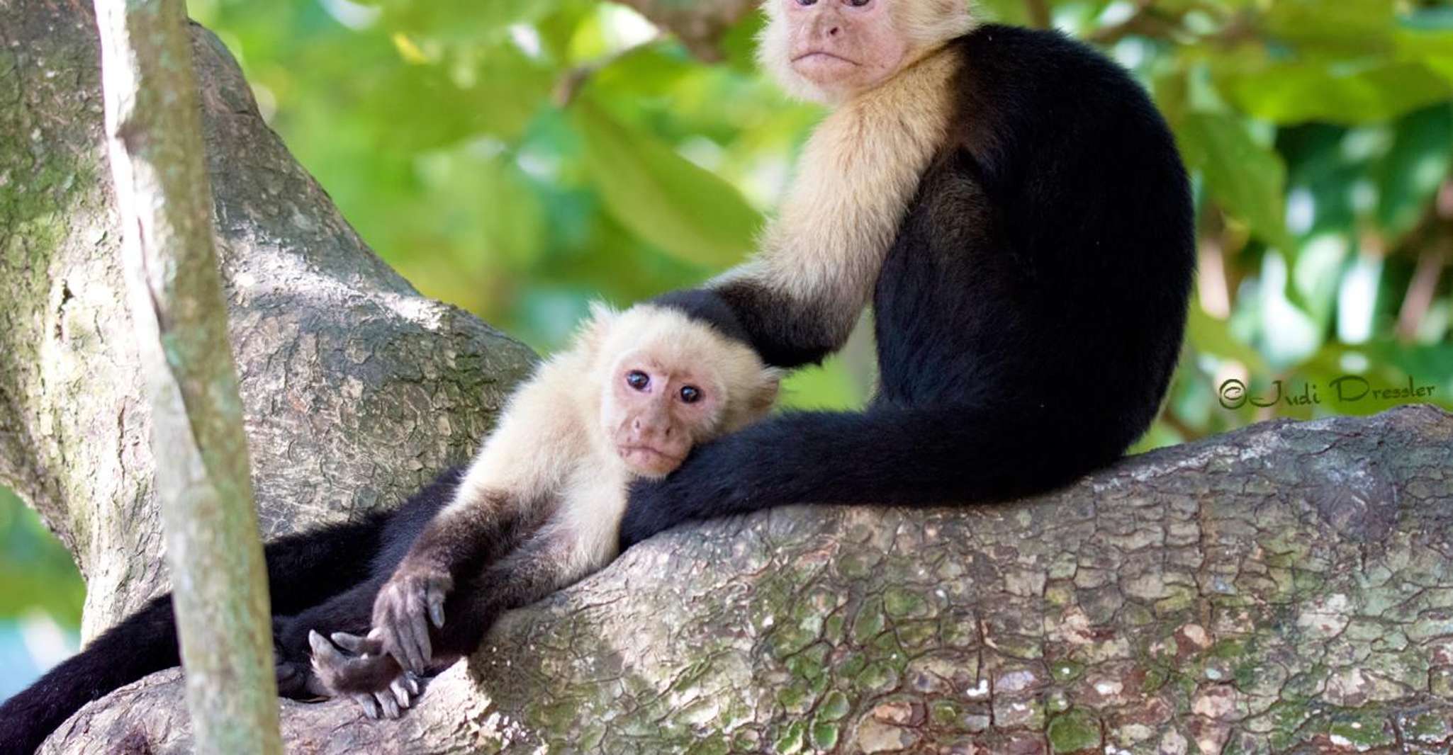 Monkey Sloth Hangout